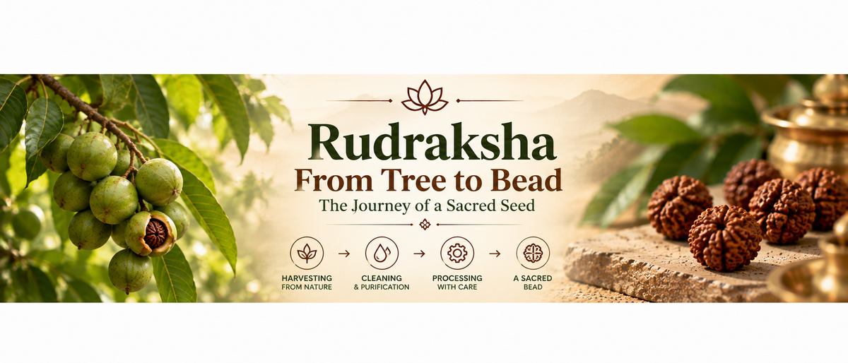 How Rudraksha Is Harvested and Processed: From Tree to Bead