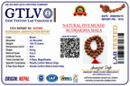 Rare Nepal Flat Rudraksha Mala – 33 Premium Beads | Collector's Edition Authentic Nepal Rudraksha for Spiritual Power & Devotional Wear