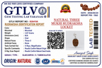 Natural 3 Mukhi Rudraksha Locket for Confidence, Positivity & Inner Strength | Authentic & Energized | Rudriva