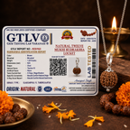 Natural 12 Mukhi Rudraksha Locket for Leadership, Confidence & Positive Energy | Authentic & Energized | Rudriva