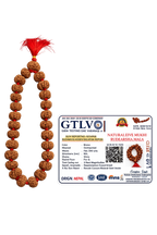 Rare Nepal Flat Rudraksha Mala – 33 Premium Beads | Collector's Edition Authentic Nepal Rudraksha for Spiritual Power & Devotional Wear