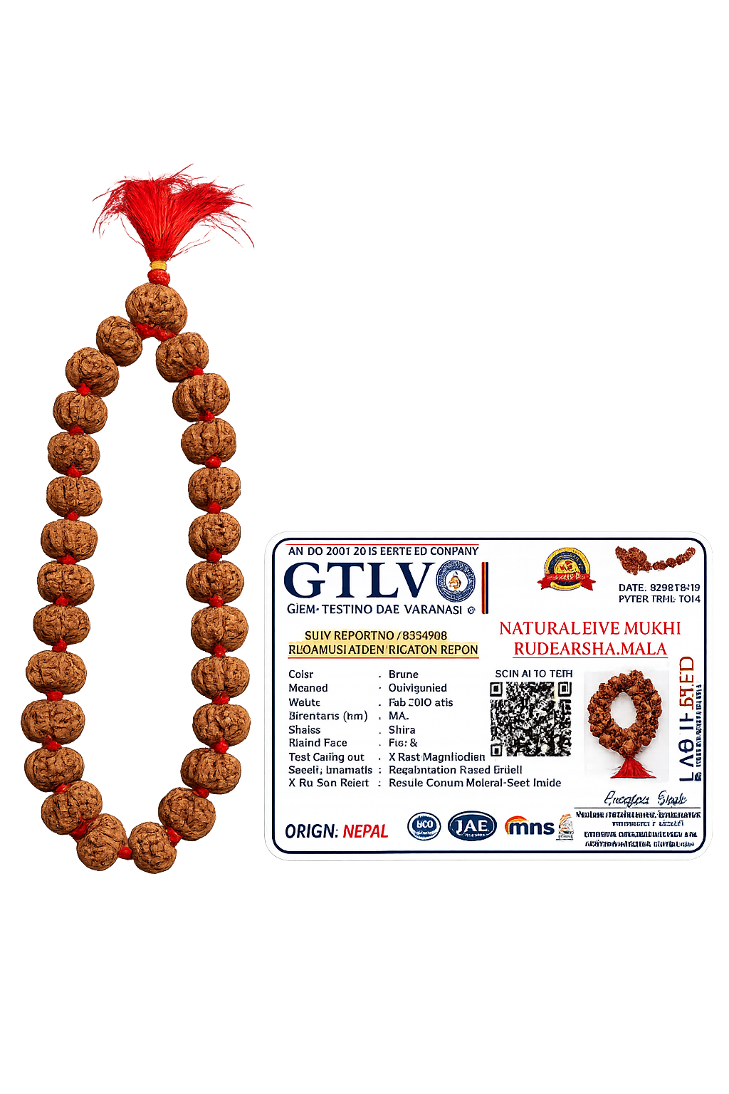 Rare Nepal Flat Rudraksha Mala – 33 Premium Beads | Collector's Edition Authentic Nepal Rudraksha for Spiritual Power & Devotional Wear