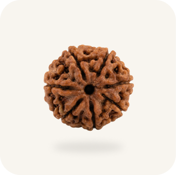 Rudraksha