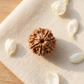 7 Mukhi Nepali Rudraksha - Saat Mukhi | Lab Tested Certified