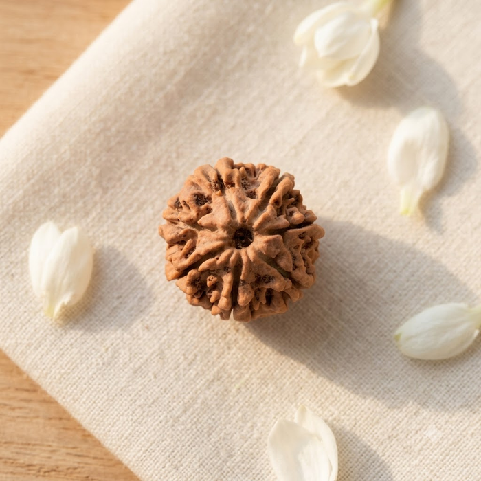 7 Mukhi Nepali Rudraksha - Saat Mukhi | Lab Tested Certified