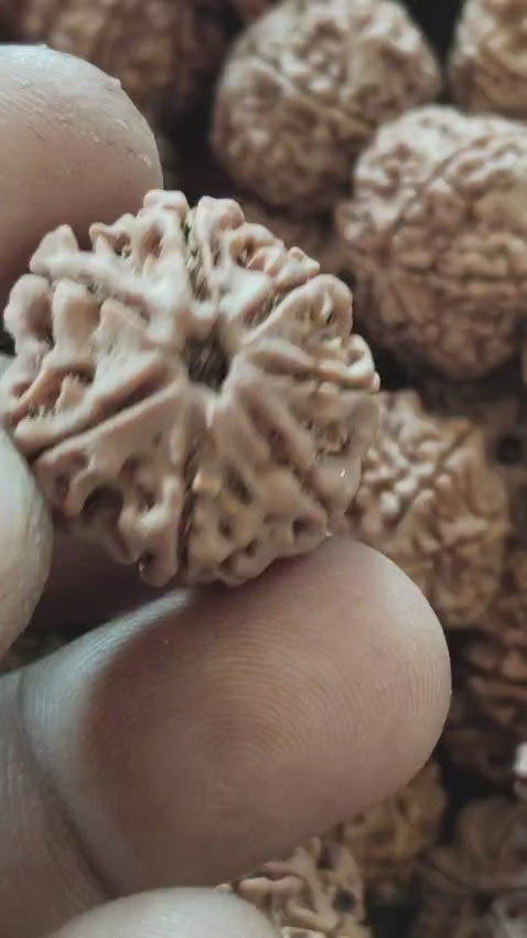 7 Mukhi Nepali Rudraksha - Saat Mukhi | Lab Tested Certified