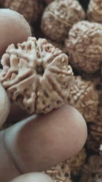 7 Mukhi Nepali Rudraksha - Saat Mukhi | Lab Tested Certified